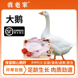我老家 农家散养新鲜大白鹅大鹅生鲜草鹅整只杀生鹅肉包邮嫩鹅仔鹅现杀鹅