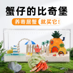 陌派 寄居蟹饲养盒套装海星套餐儿童礼物会翻跟头派大星