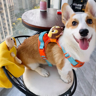 狗狗牵引绳胸背式可伸缩狗背心狗脖圈拉布拉多遛狗链子柴犬胸背带