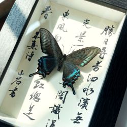 绿带翠凤蝶蝴蝶标本装饰画艺术品国风书法文字底板桌面书架摆件