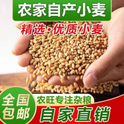 精选优质金色新鲜高质量营养包邮美味精选猫草小麦鸽子种子粮食