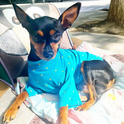 小鹿犬春秋打底衫长袖宠物泰迪比熊春夏四脚雪纳瑞猫咪薄衣服宠邦