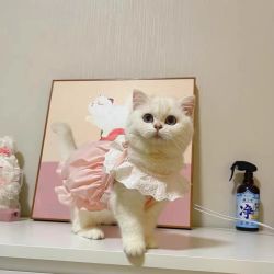 阿莫尔 猫咪狗狗可爱马卡龙公主风蕾丝裙夏季衣服薄款防掉毛马尔济斯