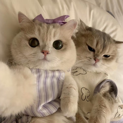 薄荷同款发饰猫咪狗狗项链头戴蝴蝶结发夹丝带服装搭配拍照道具