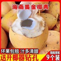 晶过 海南新鲜黄金椰子9个装带皮椰青红椰孕妇补羊水金椰当季热带水果