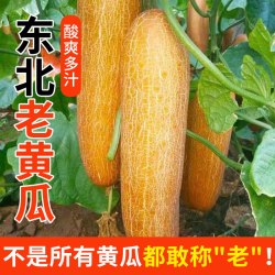 东北老黄瓜种现摘麻皮农村正宗黄色的老黄瓜新鲜蔬菜特产小吃凉菜