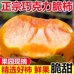 喜多鲜 脆柿子巧克力柿子正宗新鲜应季水果现摘脆甜硬黄阳丰柿子整箱包邮