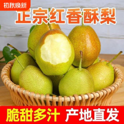 河东印记 正宗山西红香酥梨新鲜应季脆甜水果当季薄皮梨子香酥香梨整箱包邮