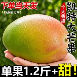 绿念 四川攀枝花凯特芒果新鲜应季水果澳芒青整箱包邮特大青果当季10斤