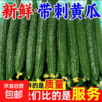 河南新鲜脆嫩带刺黄瓜2斤 （净重 1.8斤）