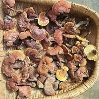 移动端：极坤堂 神龙架纯野生灵芝干货整枝黑紫赤林芝灵芝250g装非500g一斤可打粉
