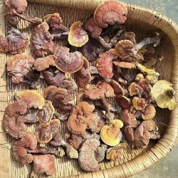 极坤堂 神龙架纯野生灵芝干货整枝黑紫赤林芝灵芝250g装非500g一斤可打粉