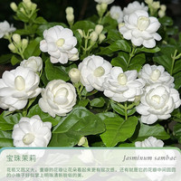 天狼 虎头茉莉花室内四季常青浓香净化空气观赏性植物花卉盆栽苗客厅 宝珠茉莉 1.2升盆