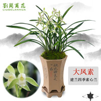 劉閣蘭花 四季素心大凤素现带花苞出售有香味的花苗室内阳台绿植物花卉盆栽 带花苞】4苗连体裸根 配硬塑黑盆