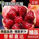 百亿补贴：红石榴 四川会理正宗突尼斯软籽石榴当季新鲜采摘孕妇