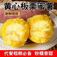 正宗山东板栗济26黄金新鲜沙地现挖地瓜红薯番薯超甜蜜薯糖心香甜