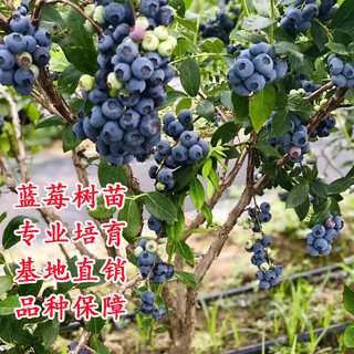 素颜 布里吉塔蓝莓苗 3年苗+肥料 盆栽