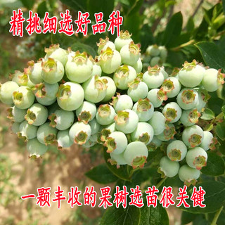素颜 布里吉塔蓝莓苗 3年苗+肥料 盆栽