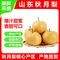 枣迎仙生 山东秋月梨 净重4.5斤-5斤  单果300g+