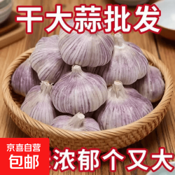 京喜 2026优质出口金乡干大蒜精品大蒜产地调味料蒜瓣单果4.0-4.5cm 单果4.0-4.5公分250g