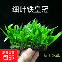 细叶铁皇冠水草鱼缸沉木石头造景新手水草阴性好养活皇冠草 原生细叶铁皇冠2片（高约6-10㎝）