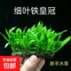 细叶铁皇冠水草鱼缸沉木石头造景新手水草阴性好养活皇冠草 原生细叶铁皇冠2片（高约6-10㎝）