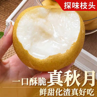 京地达 山东羊脂秋月梨4.5斤单250g+源头直发包邮