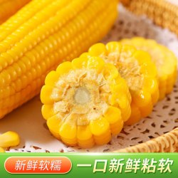 东北有机黄糯甜玉米300g*3棒