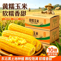 馋乡玉 东北黄糯玉米6根*1250g