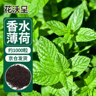 花沃里 香水薄荷种子约1000粒盆栽种籽花卉种子四季花种家庭盆栽阳台庭院