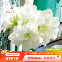 虹越 进口南非朱顶红种球裸球 阳台花园地栽盆栽 阿弗雷(20/24)1球