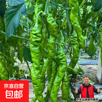 新鲜薄皮螺丝椒口感脆嫩香辣浓郁农家直供当季青辣椒家常炒菜蔬菜 螺丝椒1斤