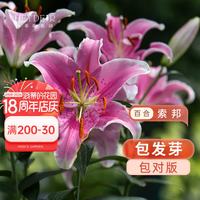 海蒂的花园 百合种球 东方百合索邦12/14(秋)(3球装) 12+