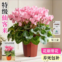 中梦 仙客来盆栽特大号苗兔耳花阳台室内庭院四季花卉蝶衣花年宵花绿植 特级仙客来粉色+陶粒+肥料（不含盆）