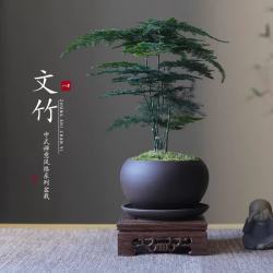 八芽 文竹苔藓白发藓绿植室内茶几桌面陶瓷盆栽办公室摆件盆景净化空气 禅意盆文竹-含紫砂托盘 带盆栽好