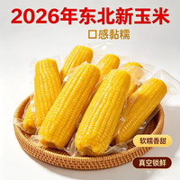 王老宝 东北糯玉米 真空玉米棒 低脂新鲜甜糯粘玉米 小玉米12支 10-13厘米 2.4kg