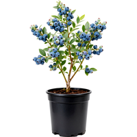 海蒂的花园 蓝莓树果苗 盆栽果树 蓝莓配方土12L