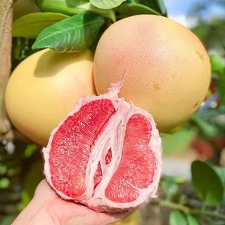 胡鲜森 海南三红蜜柚