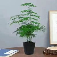 京喜 文竹盆栽 高度15-25cm 1颗