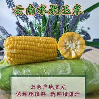 云南露天种植黄脆水果玉米云南新鲜现摘新鲜水果玉米