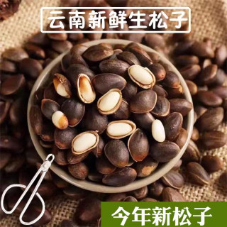 2025年云南新鲜松子1/3/5斤 散装大颗粒手剥原味薄皮湿生松子