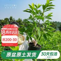 海蒂的花园 旗舰店带花苞黄角兰白兰花四川本土植物耐热香味花卉树苗好养盆栽 黄角兰17cm盆