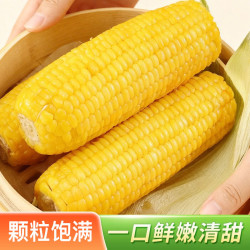 佟创 东北黄糯玉米棒 新鲜商超品质黄糯玉米整棒10支 180g/支