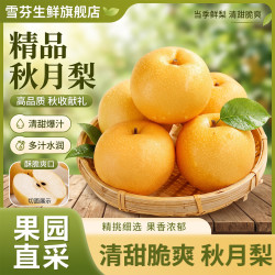 雪芬 单果350g+时令水果现摘现发 秋月梨净重4.5斤