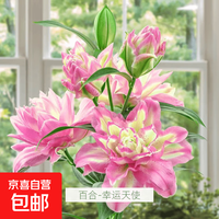 香水百合种球带芽四季开花室内外阳台多头百合耐寒好养 幸运天使 3个球（更实惠）