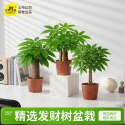 史丹利 发财树三杆带盆盆栽