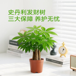 史丹利 精品三杆发财树 带盆 盆栽