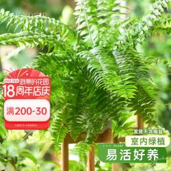 海蒂的花园 旗舰店霸王蕨鸟巢蕨办公室绿植书桌客厅阳台四季室内盆栽好养植物 霸王蕨16cm盆