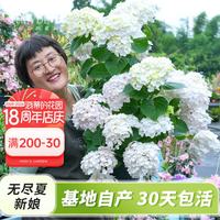 海蒂的花园 大花绣球小众品种绣球花苗大花直立阳台庭院植物花卉盆栽好养易活 大花绣球无尽夏新娘15cm盆 含盆