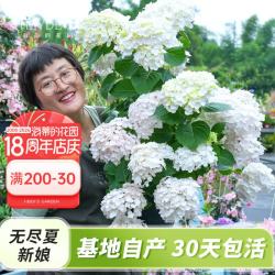 海蒂的花园 大花绣球小众品种绣球花苗大花直立阳台庭院植物花卉盆栽好养易活 大花绣球无尽夏新娘15cm盆 含盆